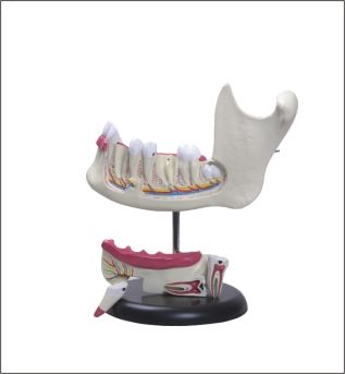 Anatomia do Dente c/ 6 Partes